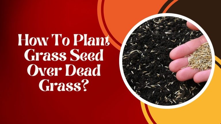 How To Plant Grass Seed Over Dead Grass