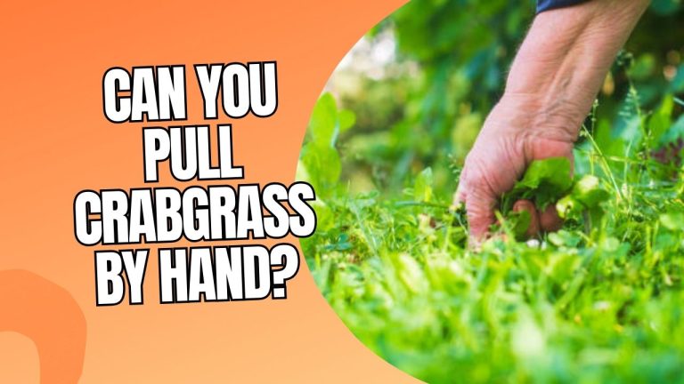 Can You Pull Crabgrass By Hand