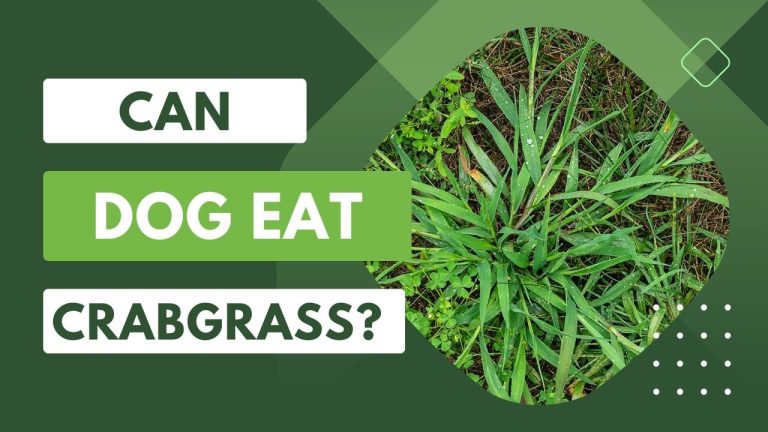 Can Dog Eat Crabgrass
